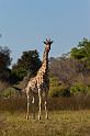 071 Okavango Delta, giraf